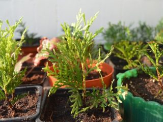 Cara membiak thuja dari ranting di rumah: cara membiak, cara membesar