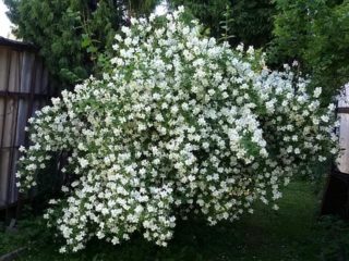 Jasmine (mock orange) Mont Blanc (Mont Blanc): planting and care