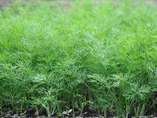 Dill Salut: recenzie, fotografie, pestovanie pre zeleň