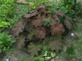 Heuchera zo semien: pestovanie doma