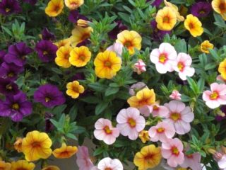 Calibrachoa: pestovanie zo semien doma