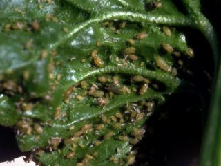 Ammonia for aphids on currants