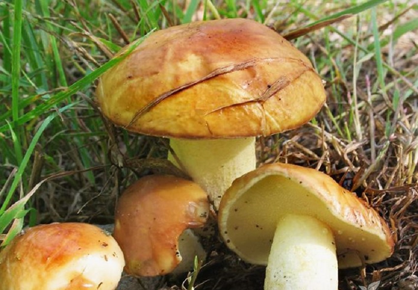 Comment Faire Pousser Cepes A La Maison