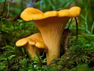 Chanterelles في منطقة موسكو في عام 2024: متى وأين يتم جمعها