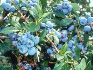 Blueberry Blue Ray (Blue Ray): وصف التنوع والصور والتعليقات