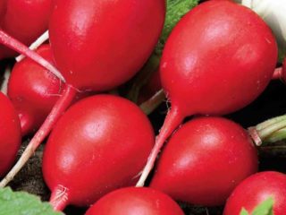 Campeón de rábano: descripción y foto, críticas.