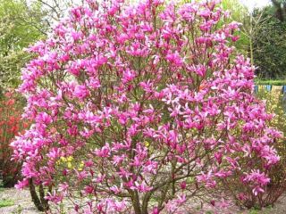 ماغنوليا Liliaceae Nigra: زراعة ورعاية