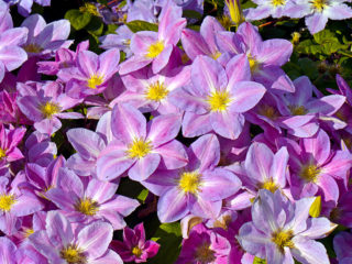 Clematis Change of Hart: recenzie a fotografie, popis