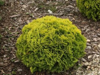 Thuja western Mirjam: foto a popis
