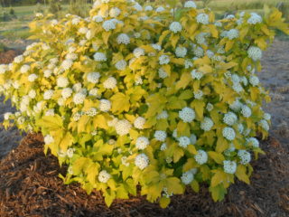 Dardos Gold: foto y descripción.