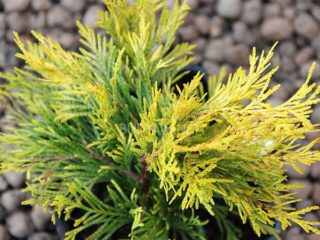 Thuja foldata Foreva Goldi (Forever Goldi): fotografia a popis