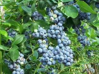 Blueberry Chandler (Cherndler, Chandler): description of the variety, planting and care, cultivation