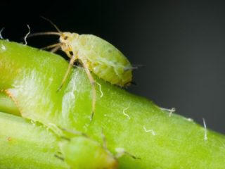 Aphids on dill: how to get rid of folk remedies and chemicals
