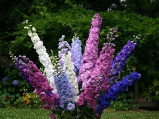 Transplantácia delphinium na jeseň a na jar
