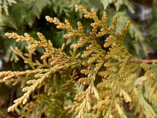 Thuja western Sunkist: popis, foto