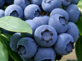 Blueberries Denis Blue (Denise blue): description and characteristics of the variety