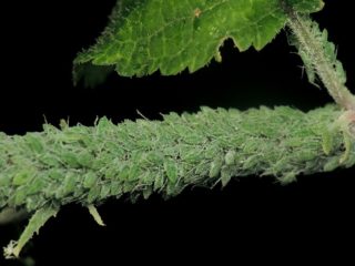 Aphids on raspberries: how to fight with folk remedies, medications, photos