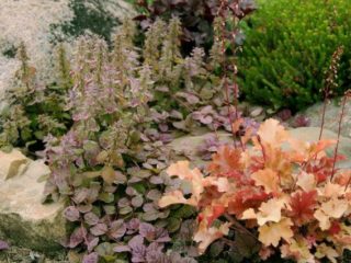 Heuchera Caramel: fotografia, výsadba a starostlivosť