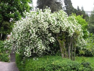 Chubushnik (garden jasmine) Virgin (Virginal, Veginel, Virginal): planting and care