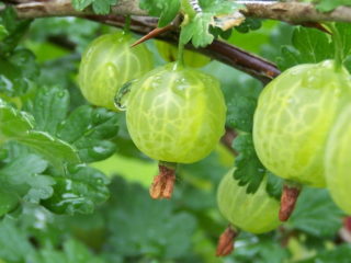 Belarusian sugar gooseberry: characteristics and description of the variety