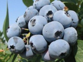 التوت الأزرق Earliblue: وصف متنوع ومراجعات