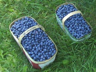 Blueberry Elisabeth: characteristics and description of the variety, photos, reviews