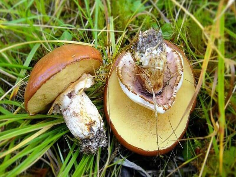 Comment faire pousser des cèpes à la campagne : au jardin, sur une