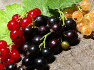 كيف ومتى يتم اختيار الكشمش