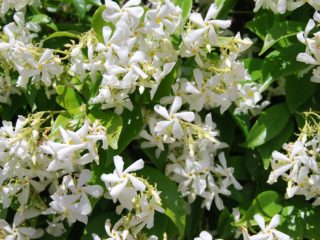 Jasmine and mock orange: what is the difference, photo