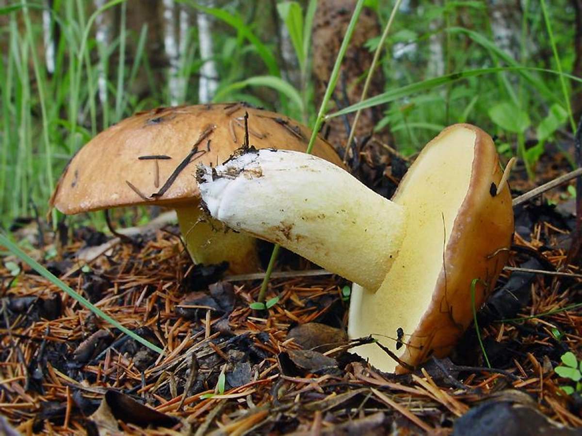 Comment faire pousser des cèpes à la campagne : au jardin, sur une