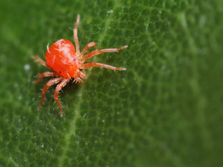 Spider mites on currants: how to fight, how to treat them
