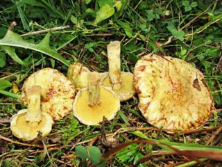 Mentega Siberia: foto dan penerangan