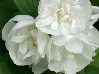 Mock orange (jasmine) Lemoine Girandole (Girandole, Girandole): planting and care
