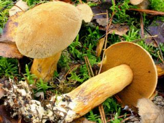 Yellow-brown oiler (swamp, sandy): photo and description