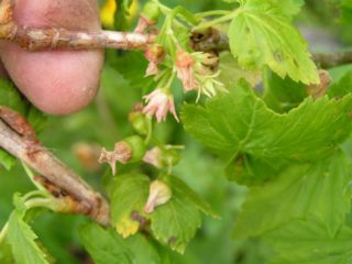 Currant terry: rawatan, foto