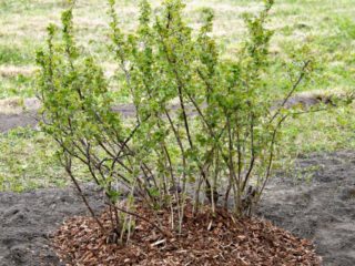 Gooseberry Serenade: description and characteristics of the variety