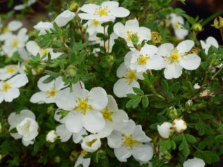 Cinquefoil de Abbotswood: plantación y cuidado.