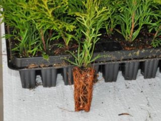Propagácia thuja semenami doma: načasovanie, výsadba a starostlivosť