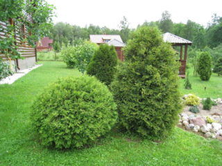 Thuja western Woodwardii: fotos y descripción, críticas