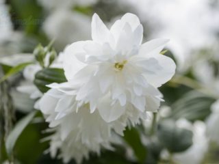 Jasmine (mock orange) Minnesota Snowflake: photo and description, reviews