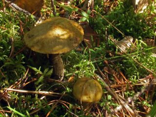 Pepper oiler: photo and description