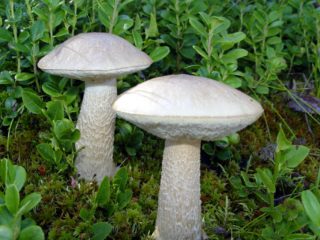 White oiler: photo and description