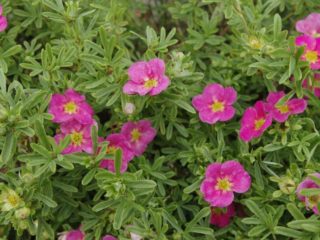 Krík cinquefoil Belissimo: popis a recenzie