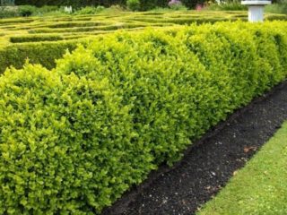 Currants dalam reka bentuk landskap: foto, penanaman dan penjagaan