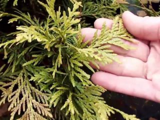 Why does thuja turn yellow (black, dry) after winter, spring, autumn: reasons, treatment