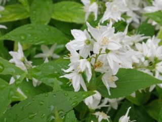 Deytsia v regióne Moskva: recenzie, fotografie, odrody