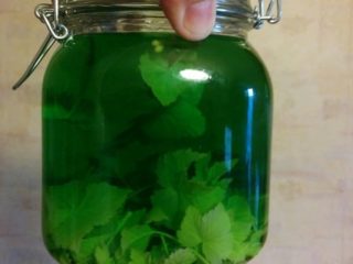Recipes for tincture on currant leaves and branches