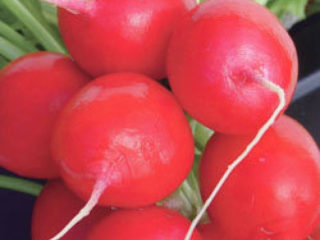 Planting radishes under film in early spring, in March