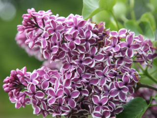 Lilac Sensation: výsadba a starostlivosť