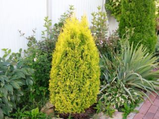 Thuja Golden Smaragd: foto dalam reka bentuk landskap